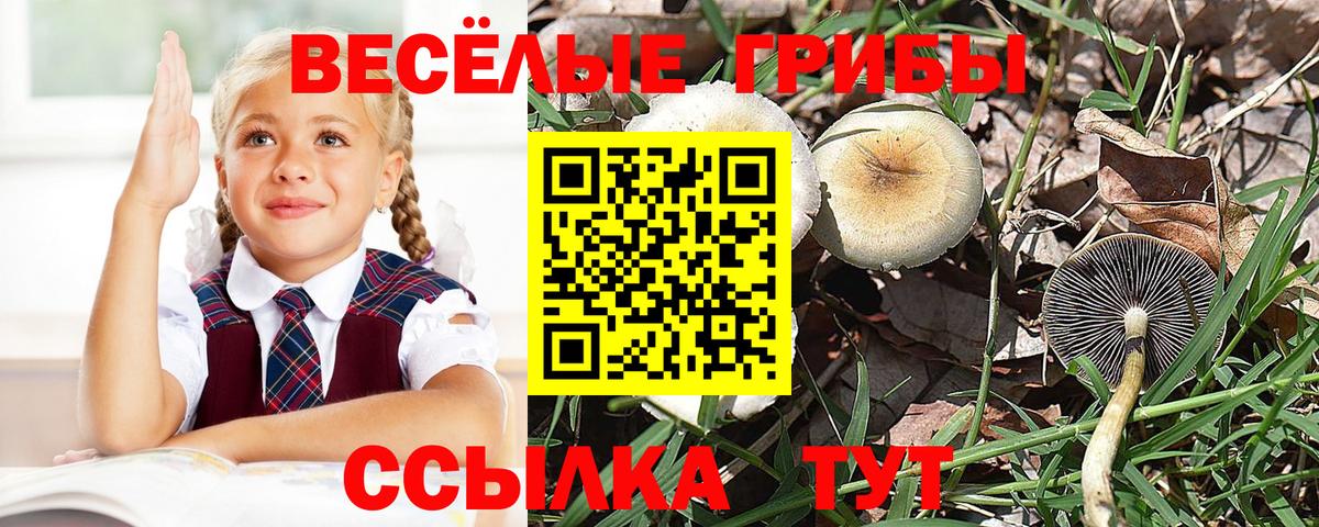 Псилоцибиновые грибы Psilocybine cubensis Торжок